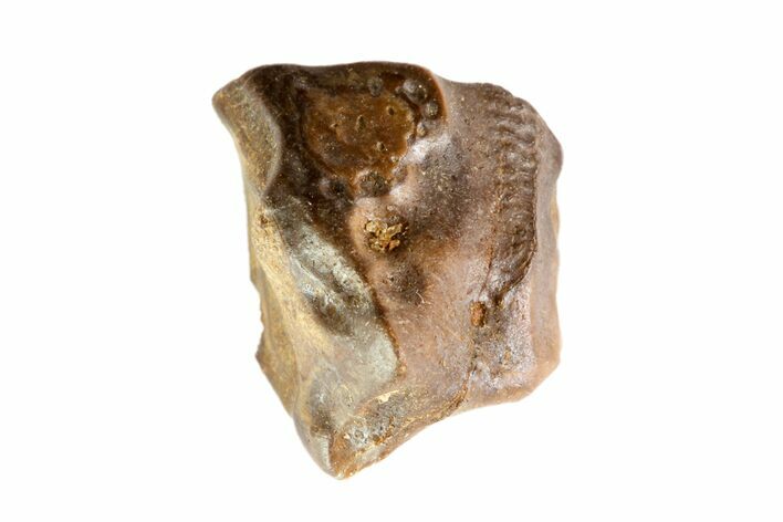 Partial Triceratops Shed Tooth - Montana #72493